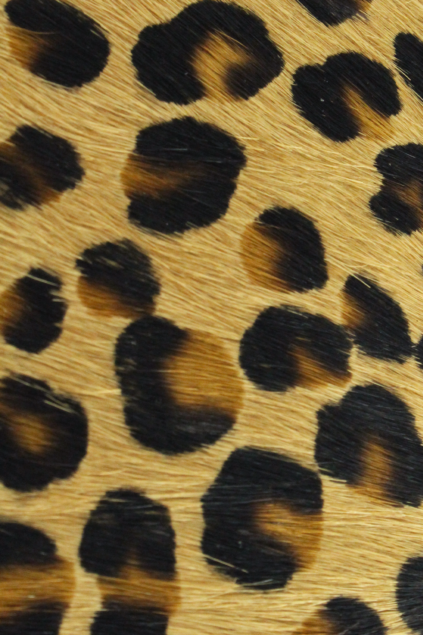 MONEDERO POTRO LEOPARDO